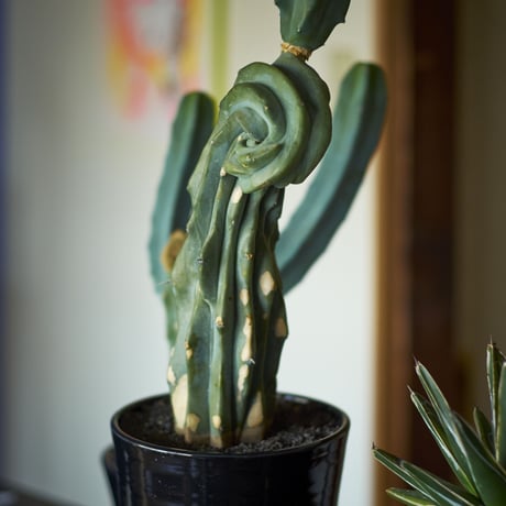 竜神木綴化　×　AMETSUCHI pot (L)