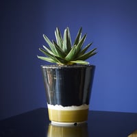 アガベ・笹の雪黄覆班　×　AMETSUCHI pot (L)