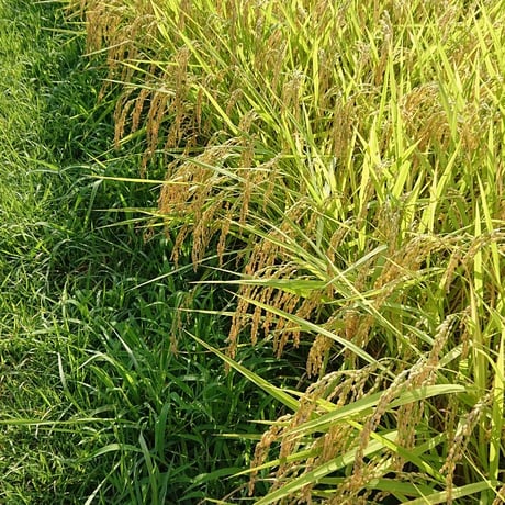 森林食堂の新米(伊賀米コシヒカリ）白米・玄米10kg・5kg