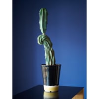 竜神木綴化　×　AMETSUCHI pot (L)