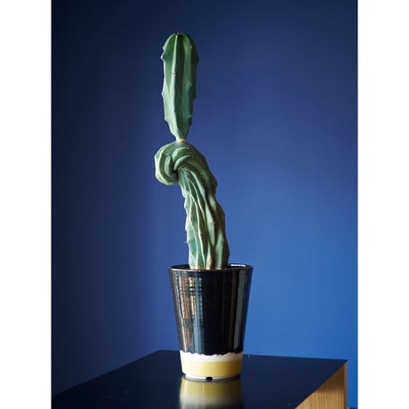 竜神木綴化　×　AMETSUCHI pot (L)