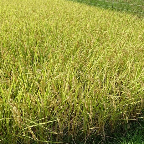 森林食堂の新米自家製米 (白米)(玄米)30kg