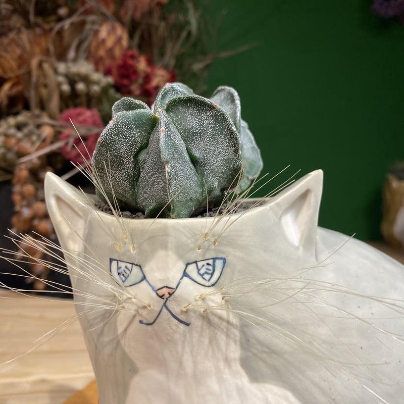 出遅れ☆サボにゃん ランポー玉 | 森林食堂-Happa nursery-