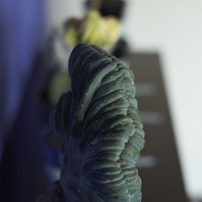 竜神木　実生　9鉢セット 5,000円〜9,999円 – ハチラボ