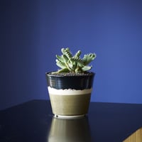 フォーカリア・怒濤　×　AMETSUCHI pot (S)