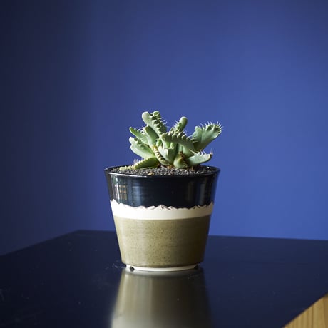 フォーカリア・怒濤　×　AMETSUCHI pot (S)