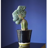 マグニママ × AMETSUCHI pot (S) | 森林食堂-Happa nursery-