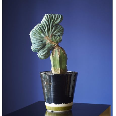 仙人閣綴化（竜接ぎ）　×　AMETSUCHI pot (XL)