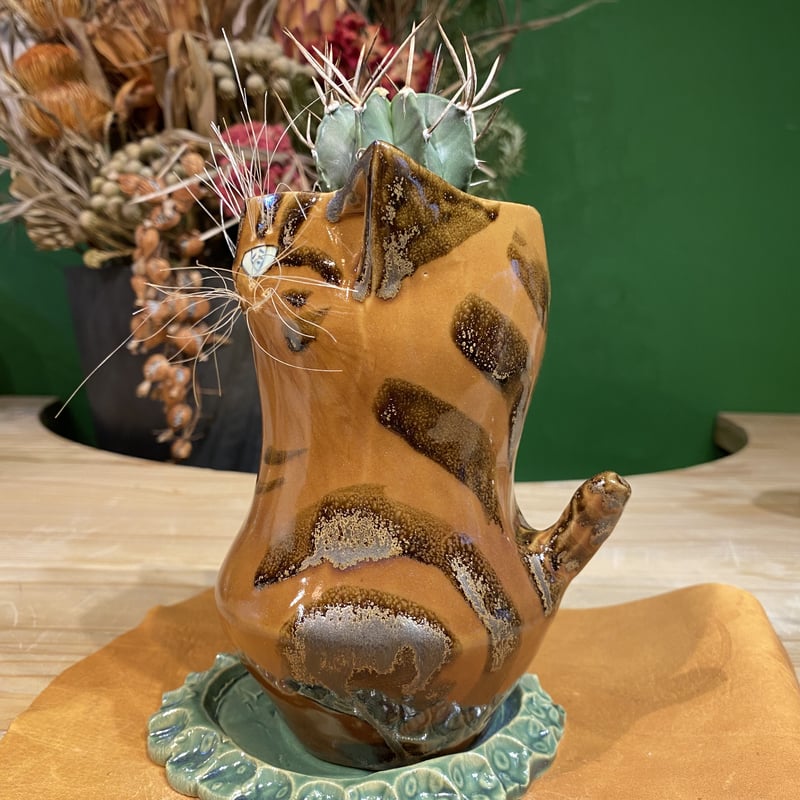 サボにゃん 大鳳玉 実生 | 森林食堂-Happa nursery-