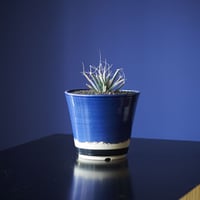 晃山（実生）　×　AMETSUCHI pot (S)