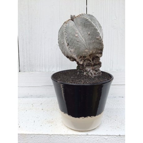 ランポー閣　×　AMETSUCHI pot (M)
