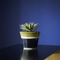 アガベ・白糸の王妃錦　×　AMETSUCHI pot(M)
