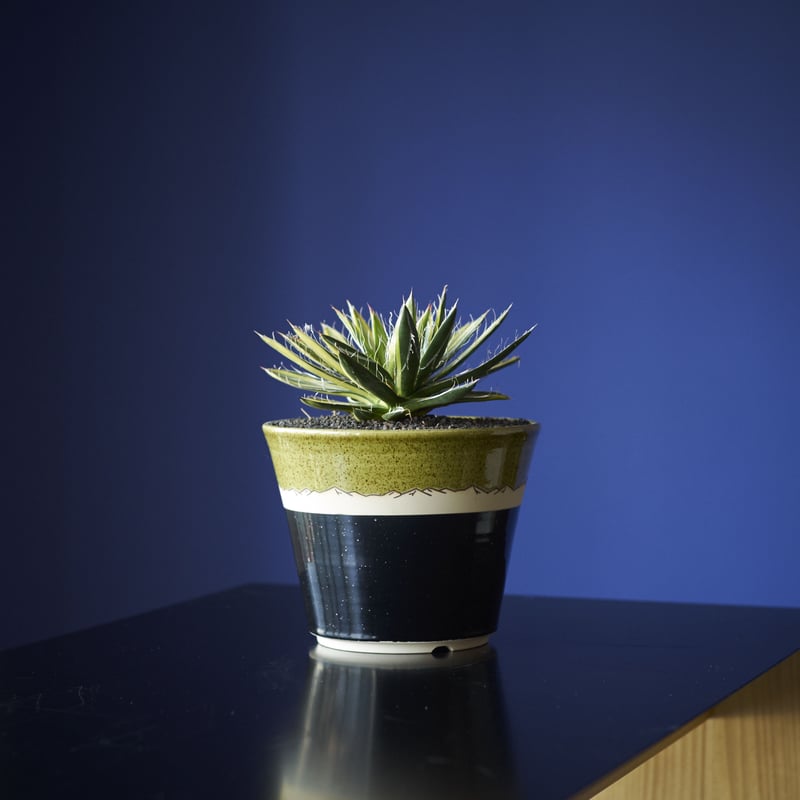 アガベ・白糸の王妃錦 × AMETSUCHI pot(M) | 森林食堂-Happa nurs