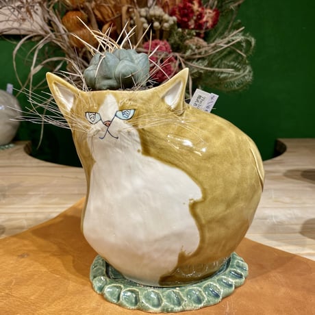 CATEGORY サボテン | 森林食堂-Happa nursery-