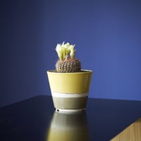 マグニママ × AMETSUCHI pot (S) | 森林食堂-Happa nursery-