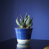 アロエ・アクレアータ　×　AMETSUCHI pot (M)