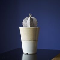 恩塚ランポー（実生）　×　AMETSUCHI pot (L)