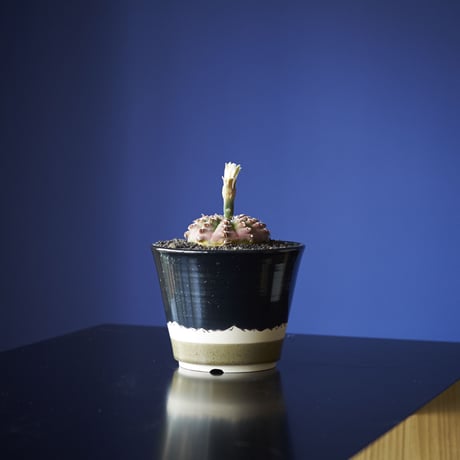 瑞昌（実生）×　AMETSUCHI pot (S)