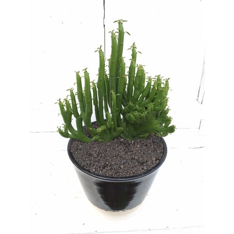オンコクラーダ綴化　×　AMETSUCHI pot(S)