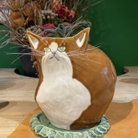 サボにゃん　ハオルチア　紅葉