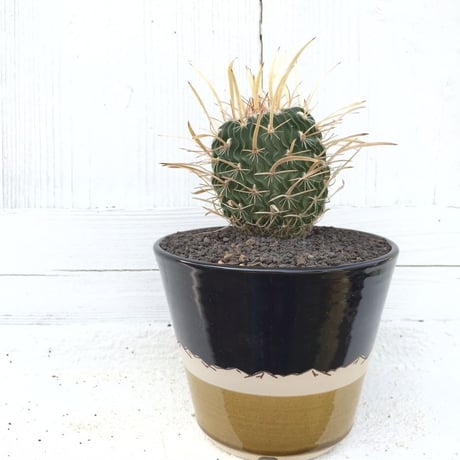 噴水振武玉　×　AMETSUCHI pot (S)