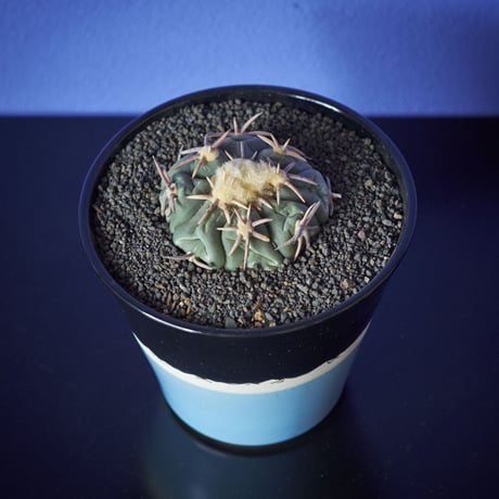 太平丸　×　AMETSUCHI pot (M)
