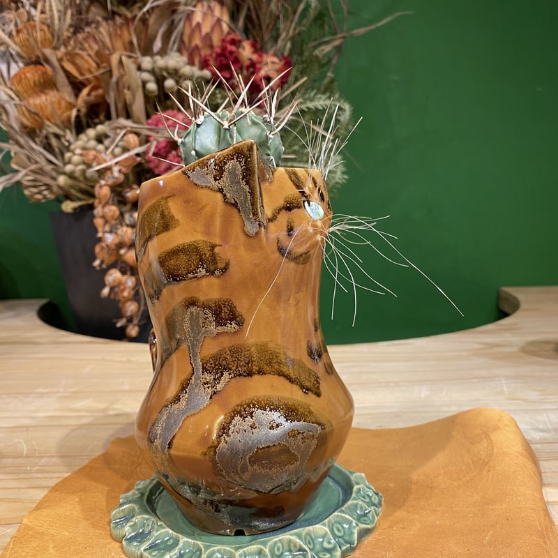 サボにゃん 大鳳玉 実生 | 森林食堂-Happa nursery-