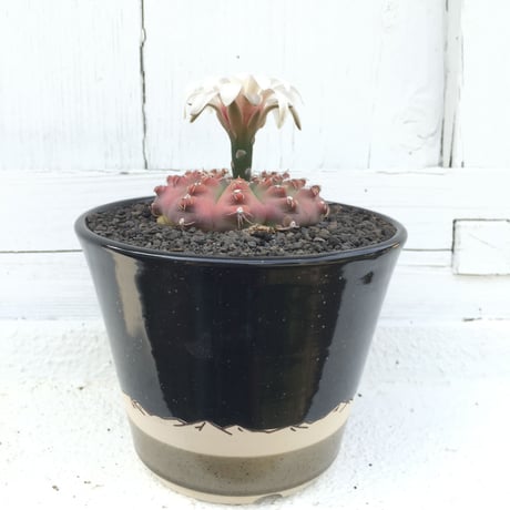 瑞昌（実生）×　AMETSUCHI pot (S)