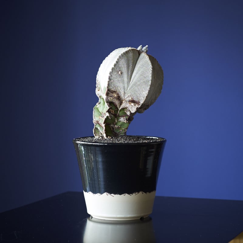 ランポー閣 × AMETSUCHI pot (M) | 森林食堂-Happa nursery-