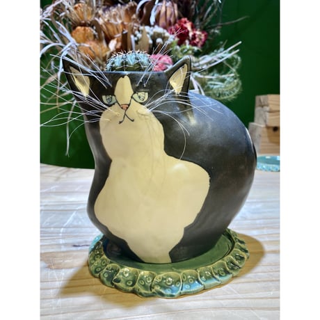 CATEGORY サボテン | 森林食堂-Happa nursery-