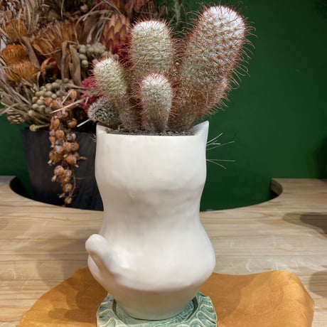 サボにゃんMammillaria bombycina