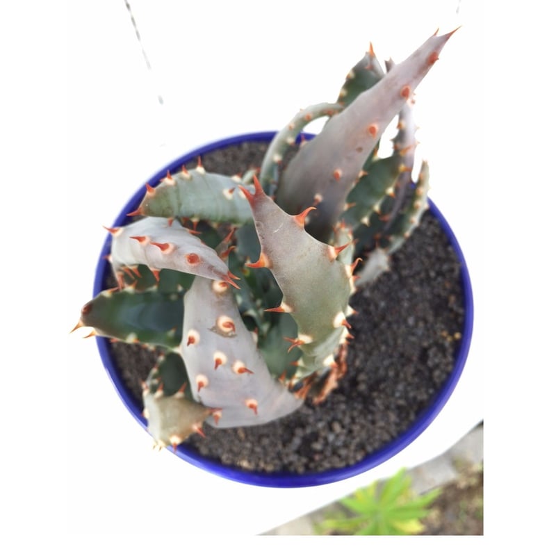 アロエ クレナイオロチ e14 isla del pescado - Aloe castilloniae