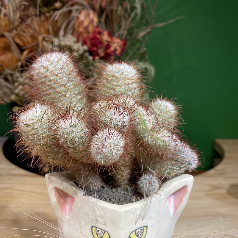 サボにゃんMammillaria bombycina | 森林食堂-Happa nursery-