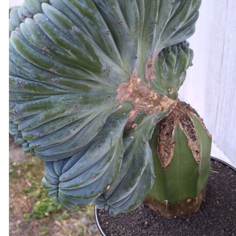 特殊な山野草鉢　手造り一品作家物　龍聖作 春雪墨絵龍図正方鉢 | 盆栽、盆栽書籍、盆栽鉢の通販│近代出版