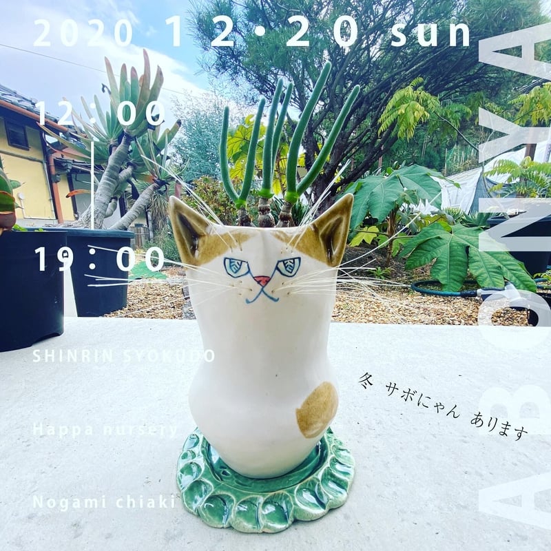 サボにゃん ランポー玉 実生 | 森林食堂-Happa nursery-