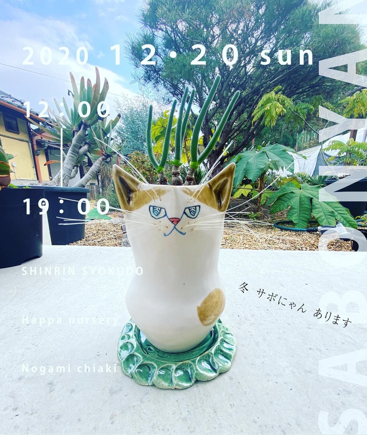 たまにゃー サボにゃん ランポー玉 実生 | 森林食堂-Happa nursery-