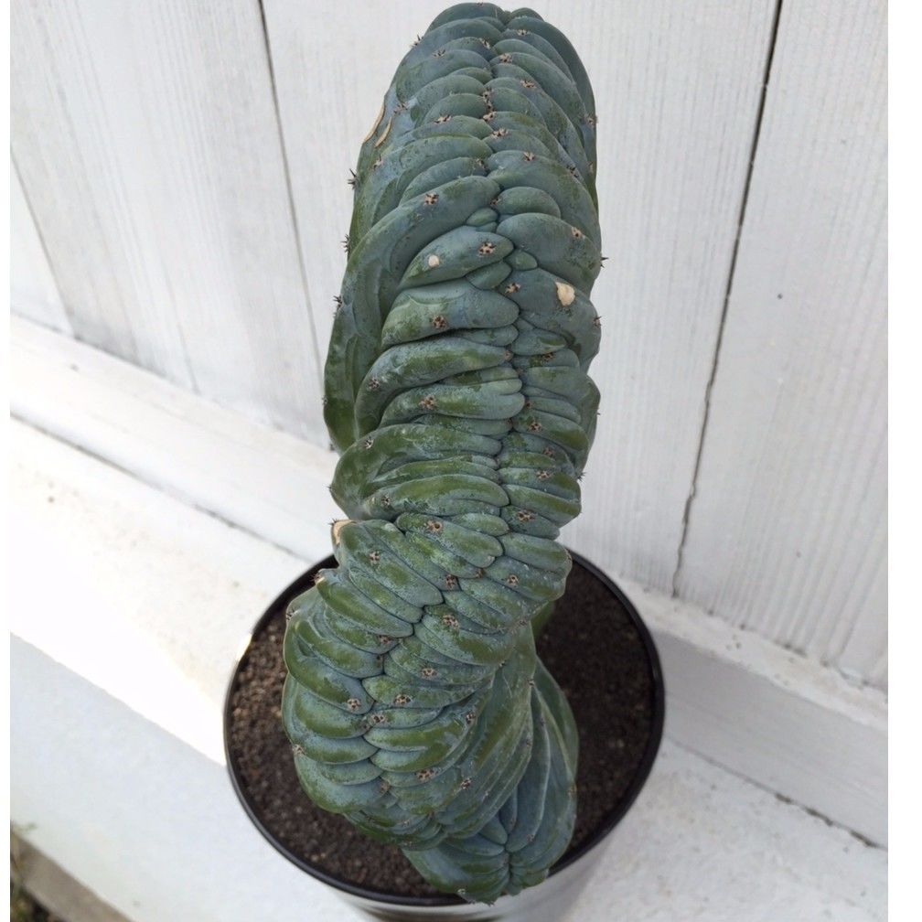 仙人閣綴化（竜接ぎ） × AMETSUCHI pot (XL) | 森林食堂-Happa nu