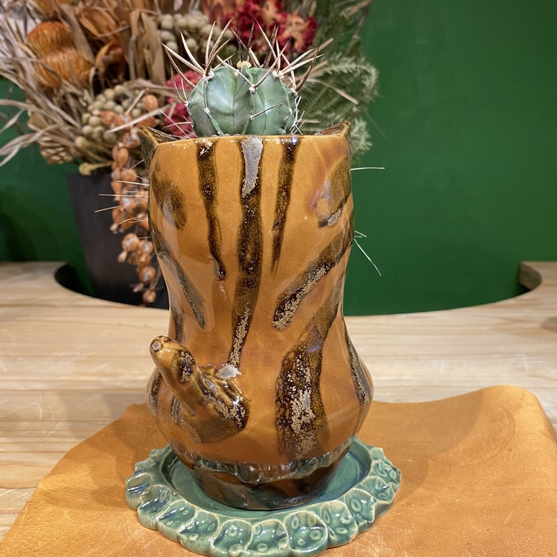 サボにゃん 大鳳玉 実生 | 森林食堂-Happa nursery-