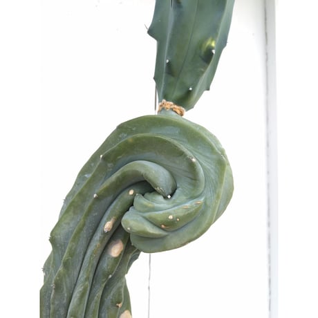 竜神木綴化　×　AMETSUCHI pot (L)