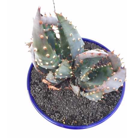 アロエ・アクレアータ　×　AMETSUCHI pot (M)