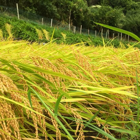 森林食堂の新米(伊賀米コシヒカリ）白米・玄米10kg・5kg