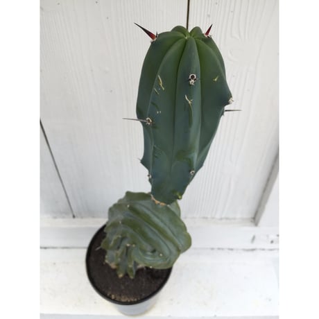 竜神木綴化　×　AMETSUCHI pot (L)