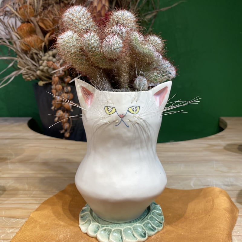 サボにゃんMammillaria bombycina | 森林食堂-Happa nursery-