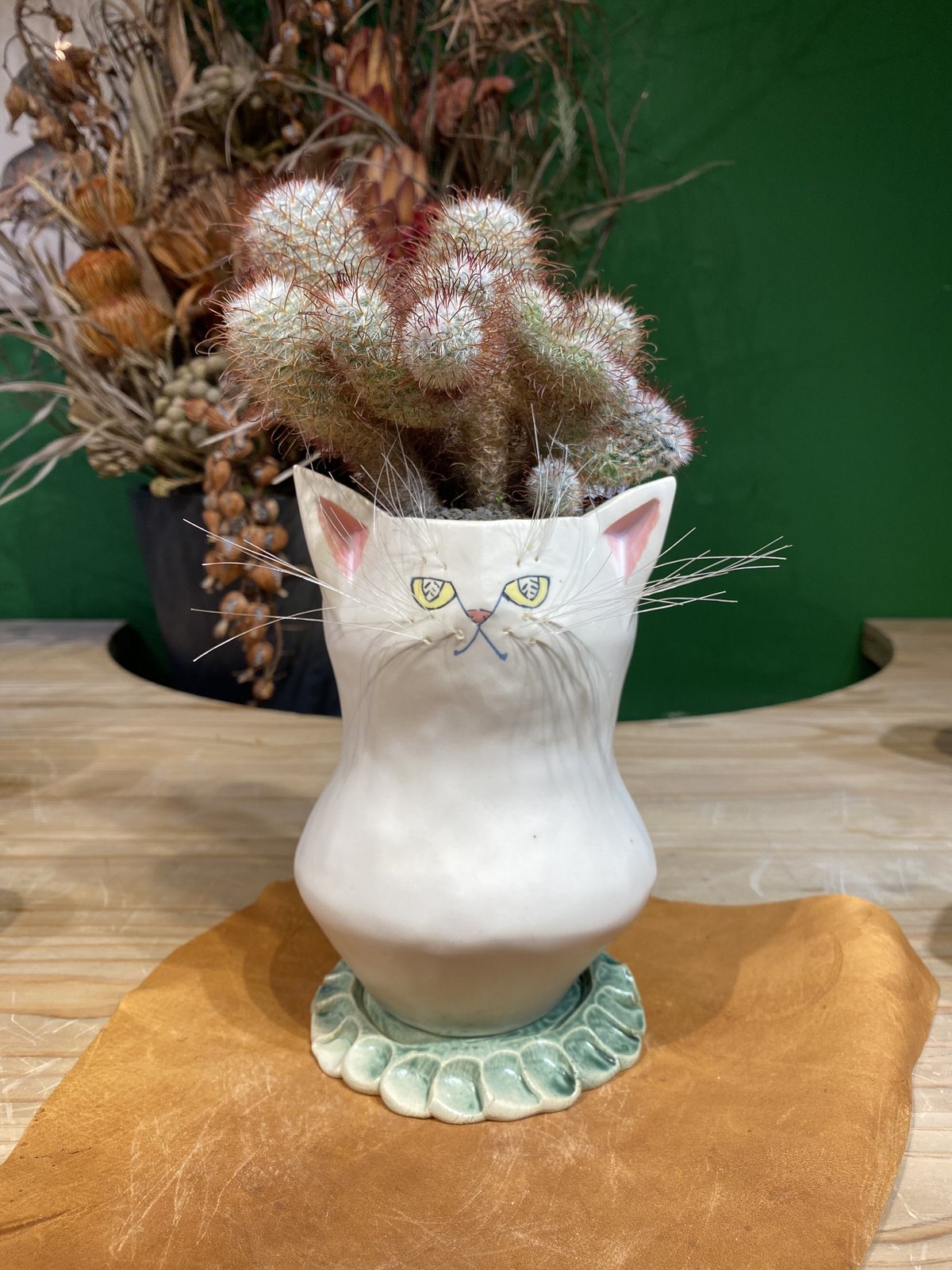 サボにゃんMammillaria bombycina | 森林食堂-Happa nursery-