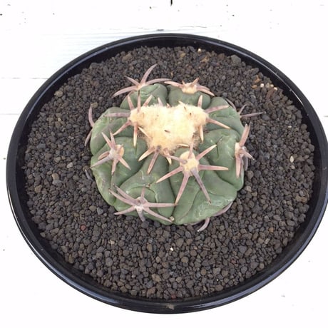 太平丸　×　AMETSUCHI pot (M)