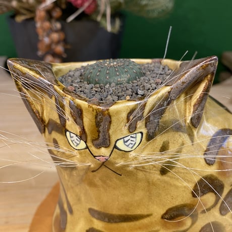 サボにゃん　フライレア