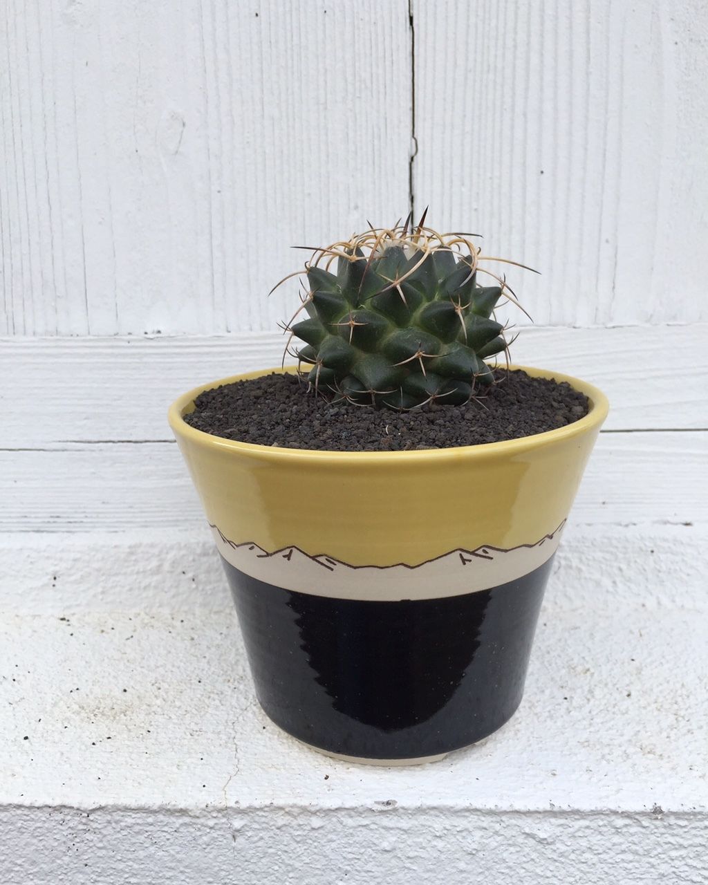 AMETSUCHI　植木鉢　鉢 マグニママ × AMETSUCHI pot (S) | 森林食堂-Happa nursery-