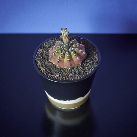 瑞昌（実生）×　AMETSUCHI pot (S)