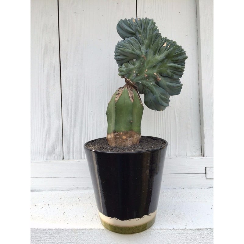 仙人閣綴化（竜接ぎ） × AMETSUCHI pot (XL) | 森林食堂-Happa nu