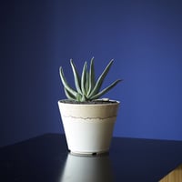ガステリア白縞班　×　AMETSUCHI pot (S)